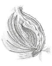 ARMONIA p