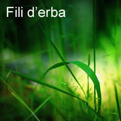 Fili erba