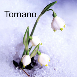 tornano